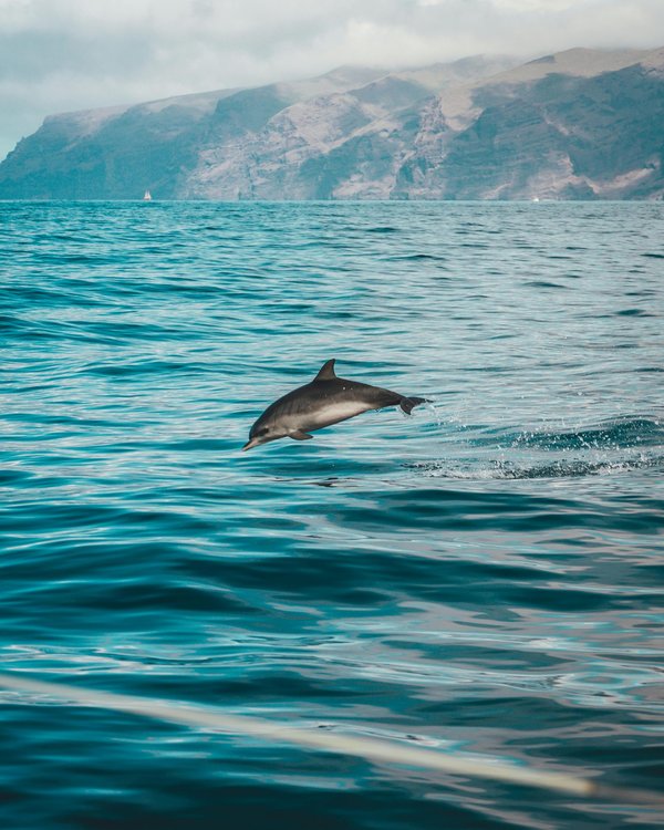 Découvrez les meilleures excursions pour admirer les dauphins en méditerranée